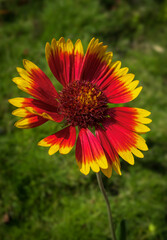 Indian blanket, a species of Blanket flowers (Gaillardia).