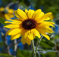 Prairie sunflower, a species of sunflowers (Helianthus Petiolaris)