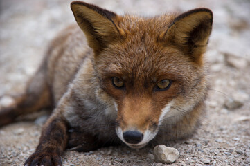 playing red fox vulpes, Wildlife recovery center. Bonassai, Alghero.SS, Sardinia. Italy FOX (VULPES...