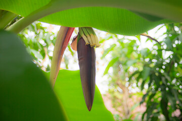 Banana blossom in the garden with green leaves background, selective focus