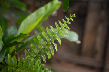 Fern leaves in the forest, Thailand. Selective focus.