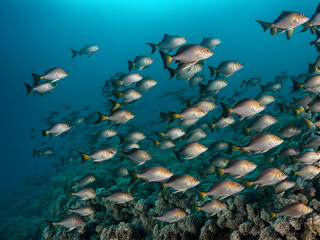 A school of fish swimming underwater, diving photography, underwater scenery, extreme sports