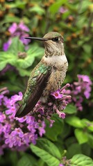 Obraz premium Close-up of Hummingbird Perched on Purple Flowers