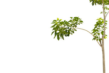 Close-up of a branch growing apart from a tree trunk isolated on a transparent background png file.