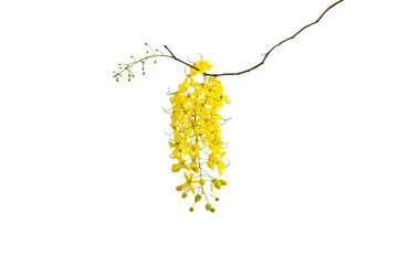 Close-up of beautiful yellow Ratchapruek flowers isolated on transparent background png file.