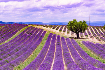 Provence landscape with lavender fields, France