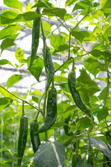 Green peppers growing in the greenhouse. young pepper plant.