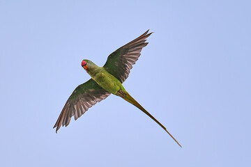 Rose-ringed parakeet