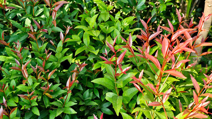 A lush display of Photinia plants with new red growth contrasting against mature green leaves,...