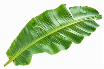 a large green leaf on a white background