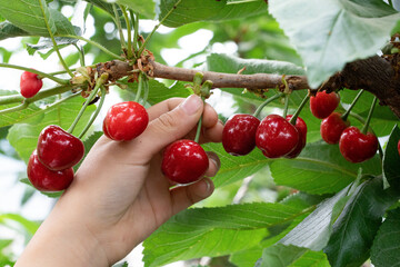 Picking cherry, sweet cherries from a cherry tree by hand close-up.