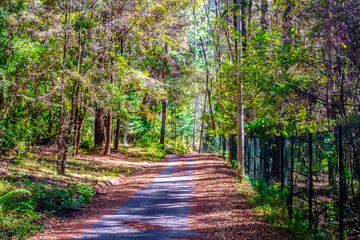 Road through the forest in Valle de Bravo state of Mexico 