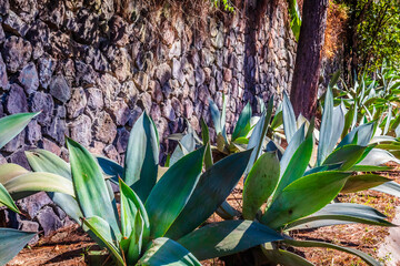 Maguey for tequila, or Agave tequilero in Valle de Bravo state of Mexico