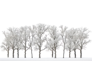Fototapeta premium A mesmerizing collection of isolated trees, their snow-laden branches reaching towards the heavens, captured against a backdrop of pristine white., realistic photos on a white background