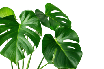 A watercolor painting of a Monstera deliciosa plant, capturing the delicate beauty of its leaves with soft washes of color against a white background