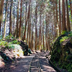 Abandoned railroad tracks in the forest