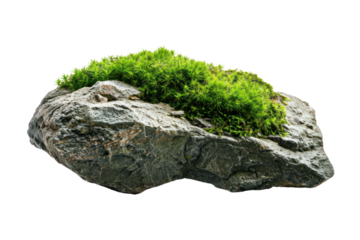 Lush green moss growing on a smooth, gray river rock, with rich, dark soil beneath it., realistic photos on a white background