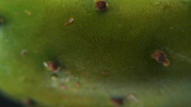 Macro detailed video of a sabra cactus, green tropical fruit, with tiny spikes and water drops, on a 360 rotating stand, 4K video
