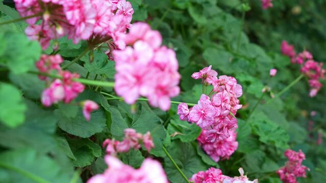 Close up rack focus shot capturing beautiful pink geraniums Survivor&reg; Pink Batik flowering plants blooming in the greenhouse environment.
