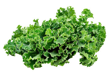 Obraz premium A photo of a bunch of fresh kale leaves, their ruffled edges and deep green color contrasting with the clean white background. ., realistic photos on a white background