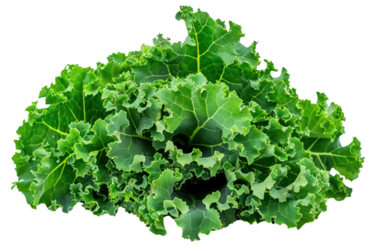 A photo of a bunch of fresh kale leaves, their ruffled edges and deep green color contrasting with the clean white background. ., realistic photos on a white background