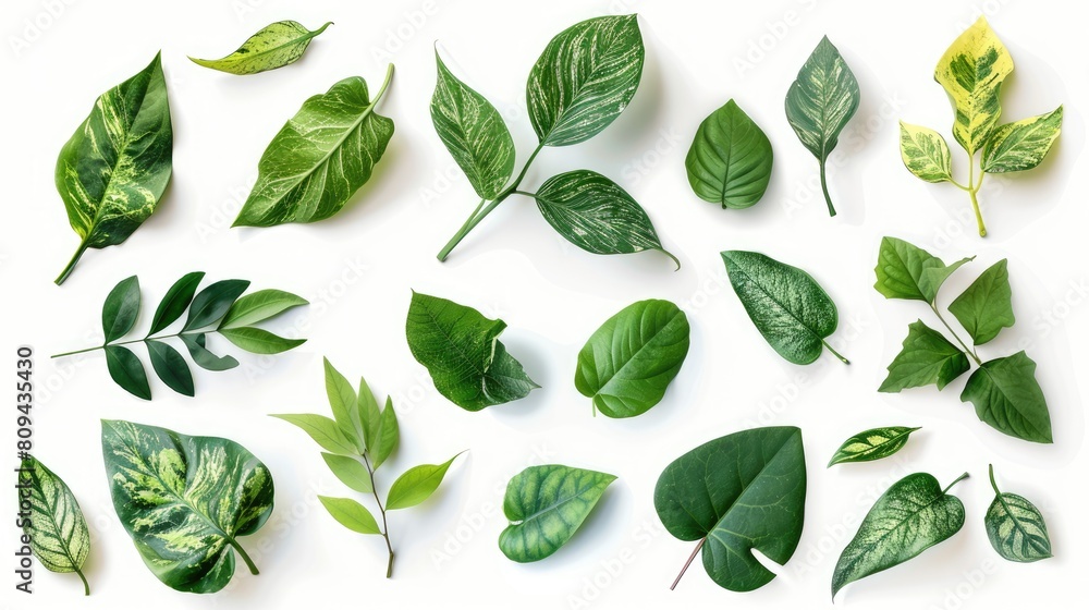Poster leaves in green color set against a white background with a clipping path