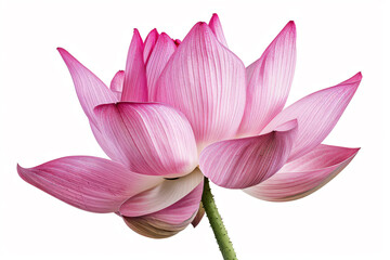 a pink flower with a stem on a white background