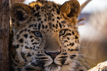 Juvenile Amur Leopard