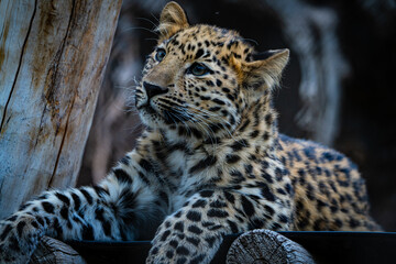 Amur leopard cub in the zoo