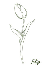 Vector tulip flower with stem and floral line art illustration, graphic line art tulip. Elegant line botanical illustration. Great for any designs, textile, art, walls, package