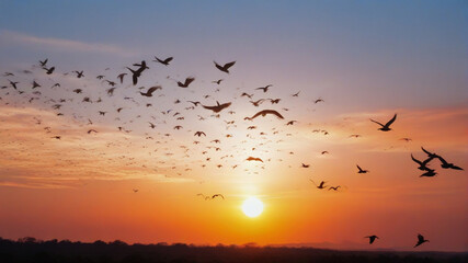 birds on sunset