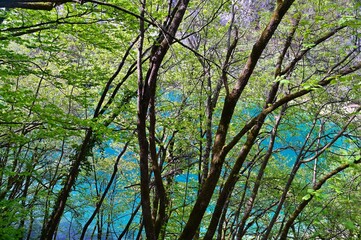 Lush Green Forest and Emerald Lake at Plitvice Lakes National Park in Croatia