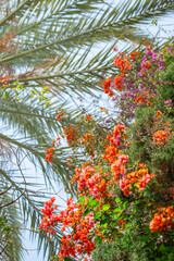 Palmier et bougainvillier