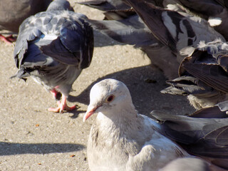 Pigeon birds standing together with friends. Portrait of birds. Group of birds. Group of pigeons and the dove. Bird couple. 