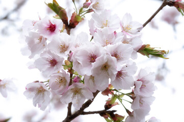 Cherry Blossom, Sakura in Spring in Taiwan