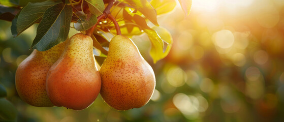 A pear tree with pears hanging from the branches, sunlight shining through leaves on them, set against a green grass background, with a closeup of three large pears. - Powered by Adobe