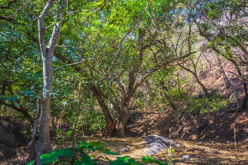 Tree or small ahuehuete in palmillas Guerrero