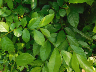 Tropical fragrant leaves (Wrightia religiosa Benth). Sageretia theezans Plant.
