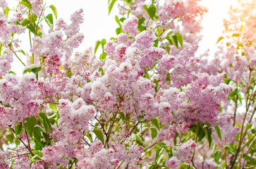 A beautiful pink flower bush with snow on the branches