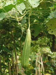 Angled loofah, Angled Gourd (Luffa acutangula (L.) Roxb) is hanging down from the net