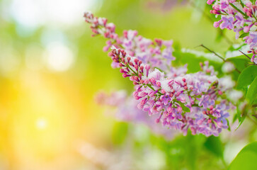 Fototapeta premium A beautiful purple flower with a green stem