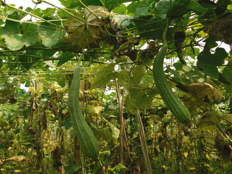 Angled loofah, Angled Gourd (Luffa acutangula (L.) Roxb) is hanging down from the net