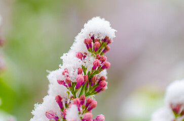 A flower with snow on it is in a field