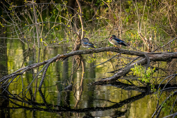 Wood Ducks rest in the backwaters of the Mississippi River in Fridley Minnesota at Riverview Heights Park on a warm spring evening
