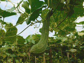 Fresh Angled luffa fruits growing in the garden.Organic vegetable farm.