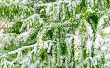 A snow covered tree branch with green leaves