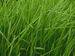 Noise and blurry, the beauty of grass plants, with a bright green color, suitable for use as a...