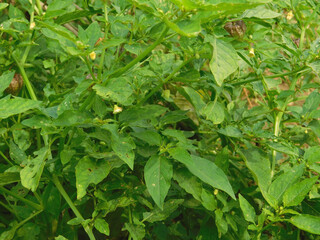 Nutrition Information About Rasbhari, Cape Gooseberries, or Golden Berries, Golden Berry Medicinal Plant