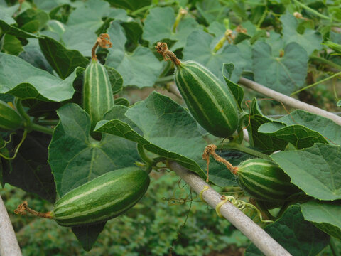 green colored pointed gourd on tree in farm for harvest