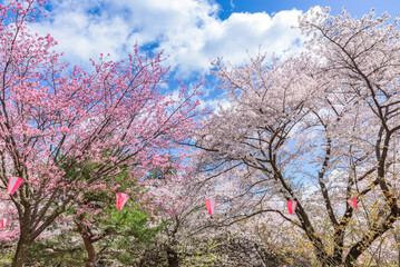 Sakura cherry blossoms in full bloom at the Komoro Castle Park Kaikoen in Nagano Prefecture, one of the Japan's Top 100 Cherry Blossom Spots